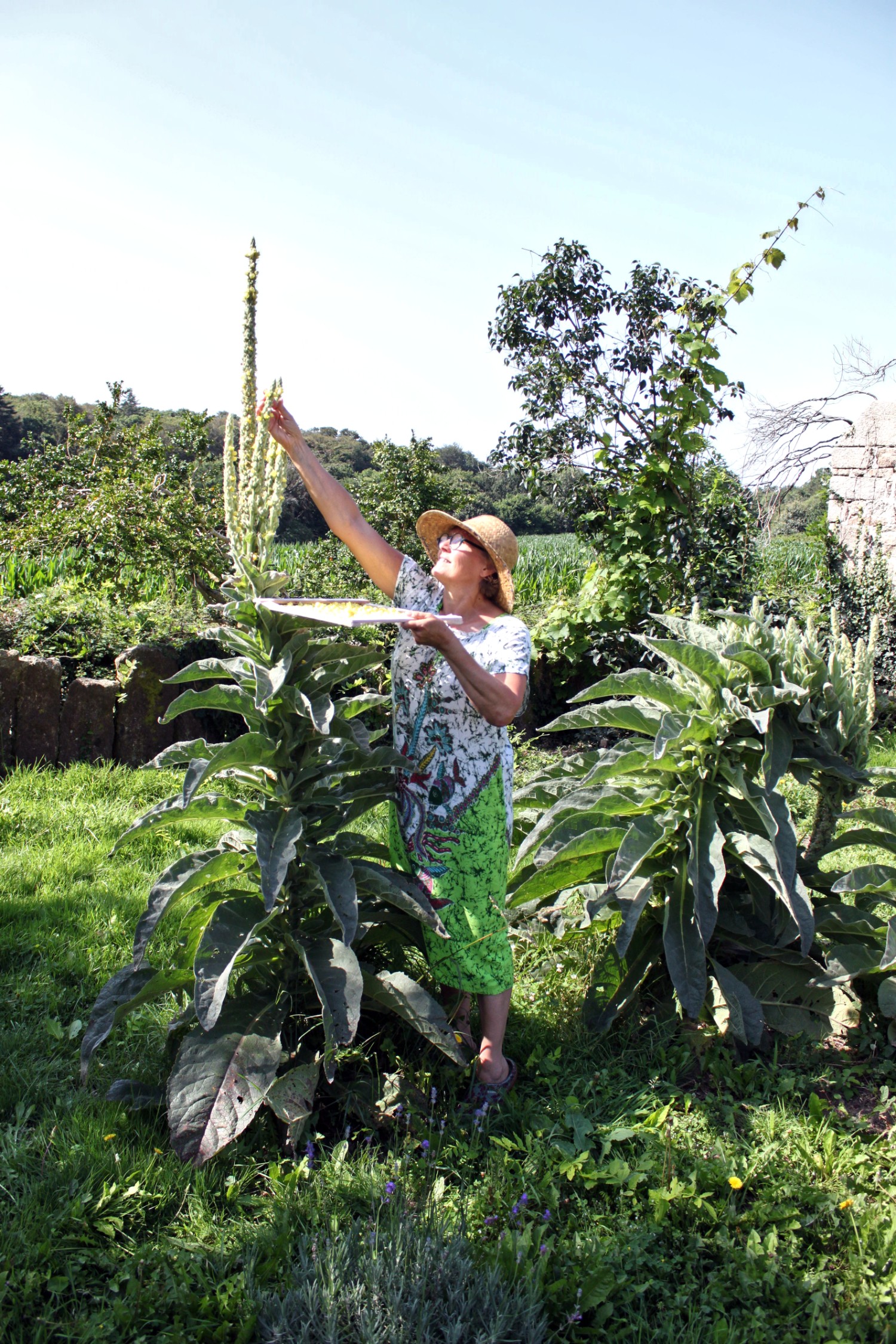 TI ZAO - plantes bio 