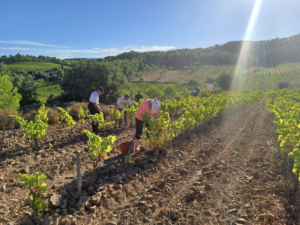 vignes Domaine Pons Gralet