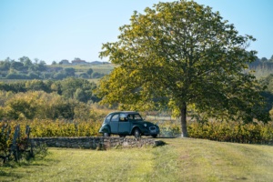 Chateau Pinet la Roquette - cuvées